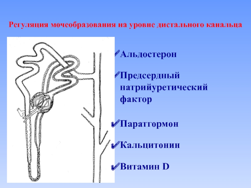 Схема регуляции мочеобразования