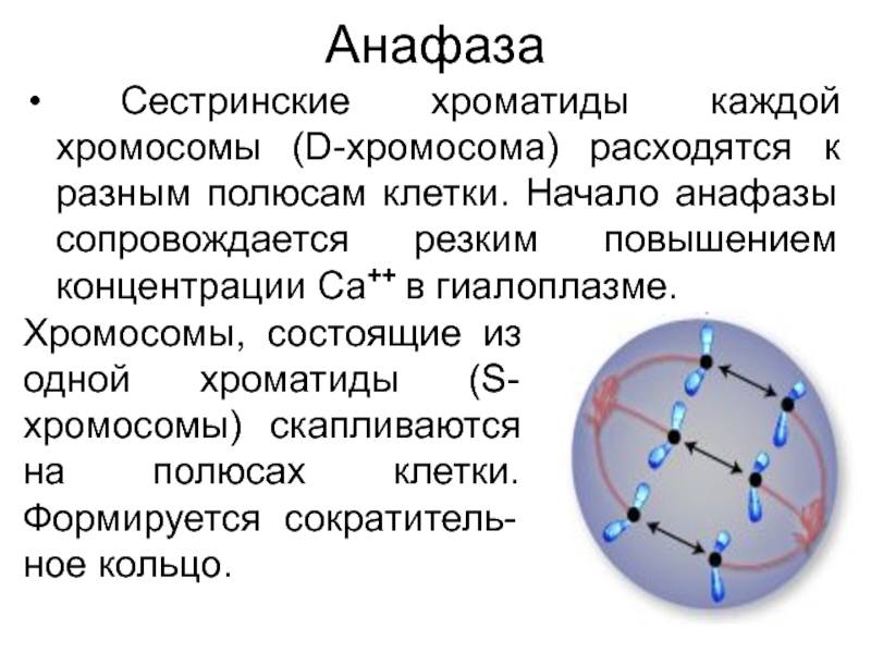 Расхождение хромосом к полюсам клетки фаза