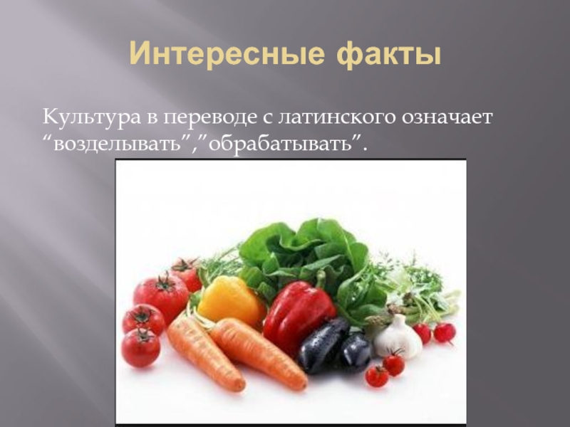 Культура в переводе с латинского. Интересные факты о культуре. Кулинария в переводе с латинского означает -. Культурология интересные факты.