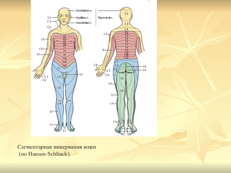 Иннервация тела. Сегментарная иннервация кожи. Сегментарная иннервация тела человека схема. Иннервация кожи тела человека. Иннервация кожи туловища.
