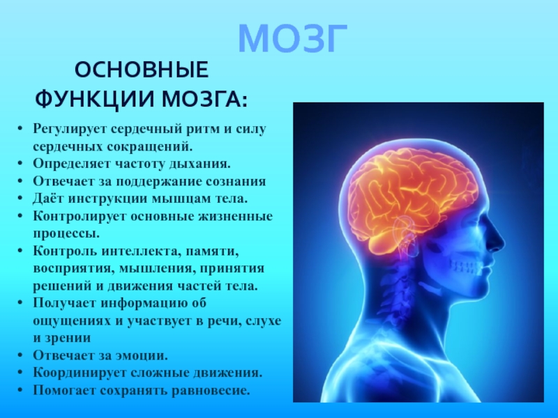 5 основных мозгов. Функции мозга. Основные функции мозга. Основные функции могза. Роли мозга.