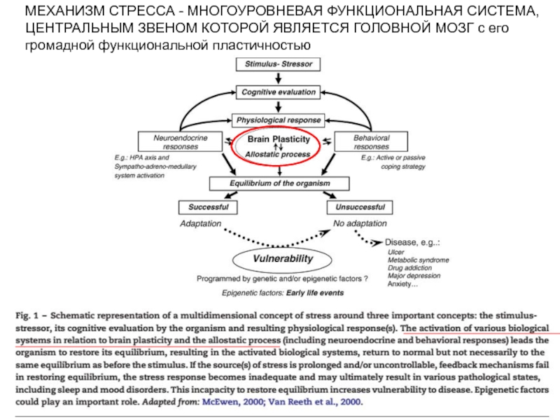 Механизм стресса. Механизм стресса физиология. Многоуровневая функциональная система. Соматотропный механизм стресса. Функциональная система стресса.