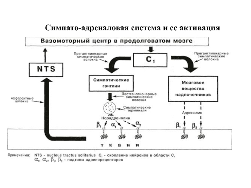 Симпато адреналовая система презентация