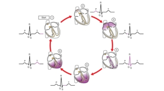 The cardiac cycle and ECG