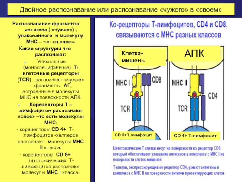 Химическое распознавание. Двойное распознавание антигена. Феномен двойного распознавания антигена. Двойное распознавание т-лимфоцитов. Двойное распознавание антигена т лимфоцитами.