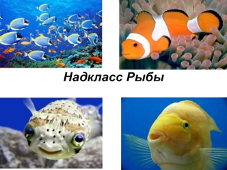 Надкласс Рыбы