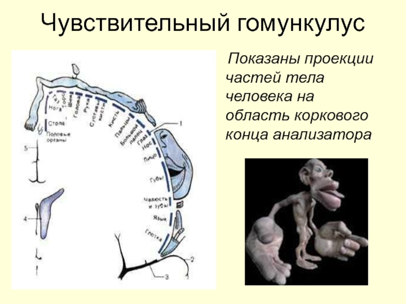 Человечек пенфилда картинка