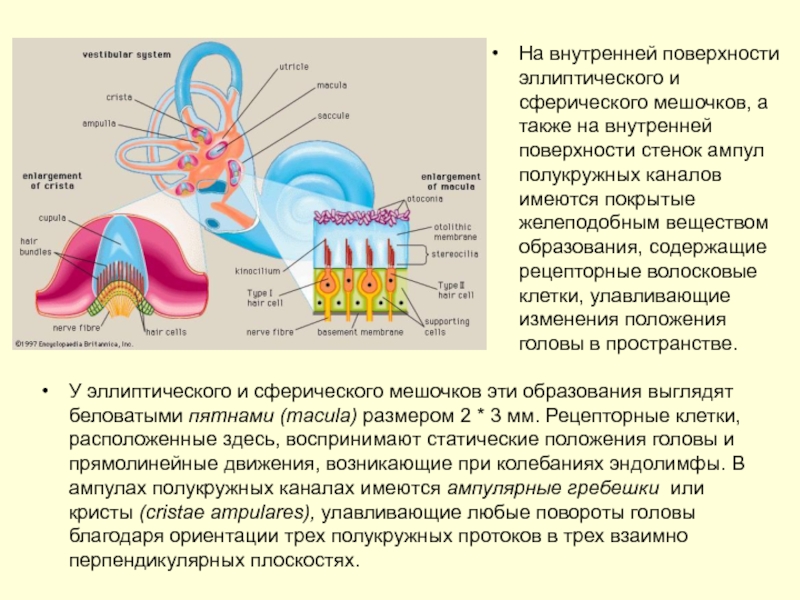 А также внутренней поверхности. Функции макулы сферического мешочка. Полукружные каналы. Физиология полукружных каналов. Эллиптический и сферический мешочки внутреннего уха.