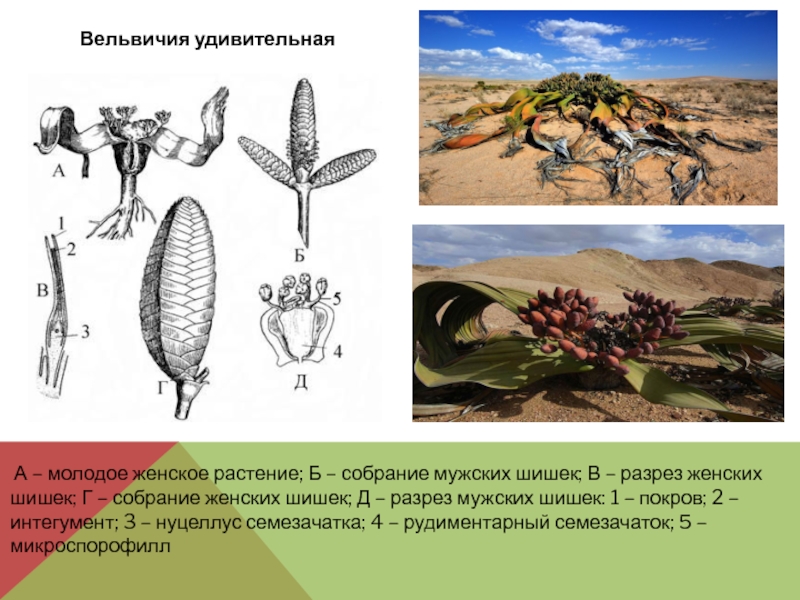 Вельвичия удивительная рисунок