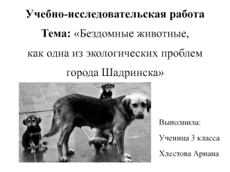 Бездомные животные как одна из экологических проблем города Шадринска