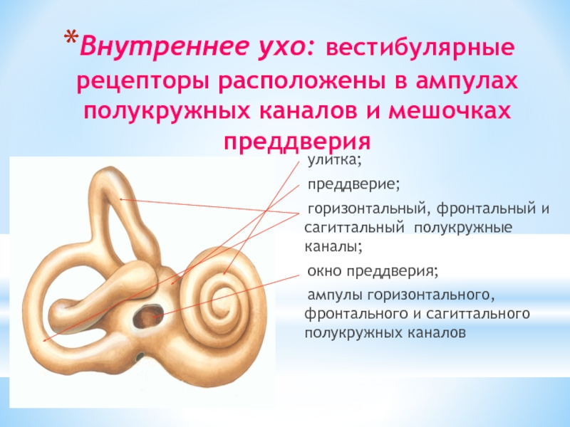 Лабиринт улитки уха