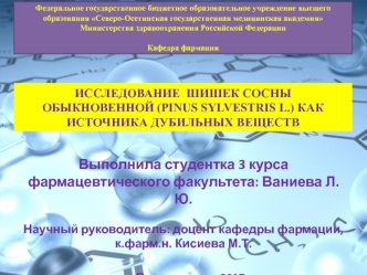 Исследование шишек сосны обыкновенной как источника дубильных веществ