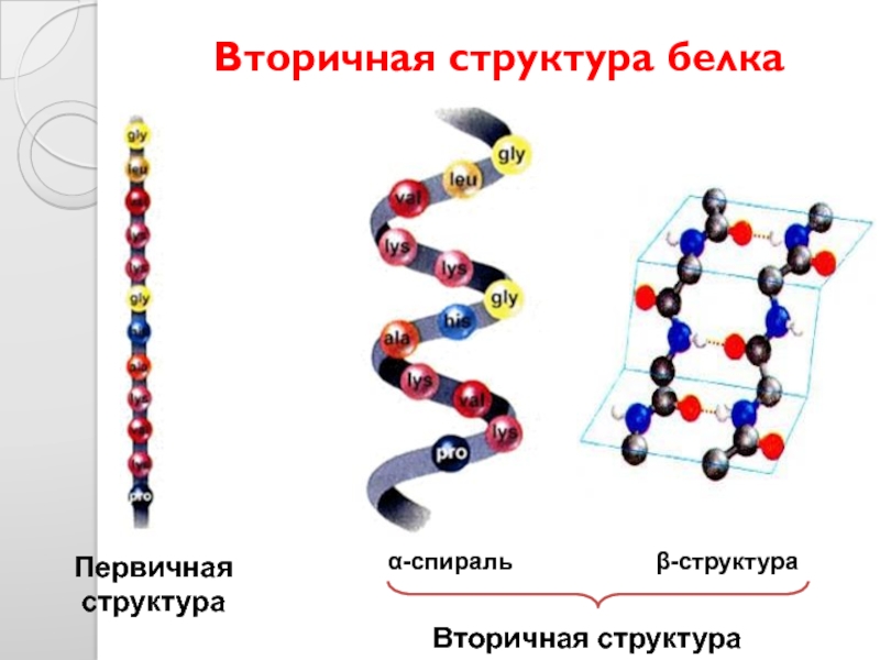 Вторичная структура белка форма