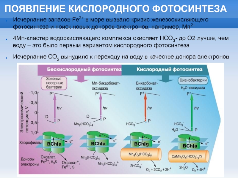 Возникновение фотосинтеза у прокариот. Оксигенный фотосинтез. Химические реакции в природе фотосинтез. Эволюция фотосинтеза. Схема процесса фотосинтеза.