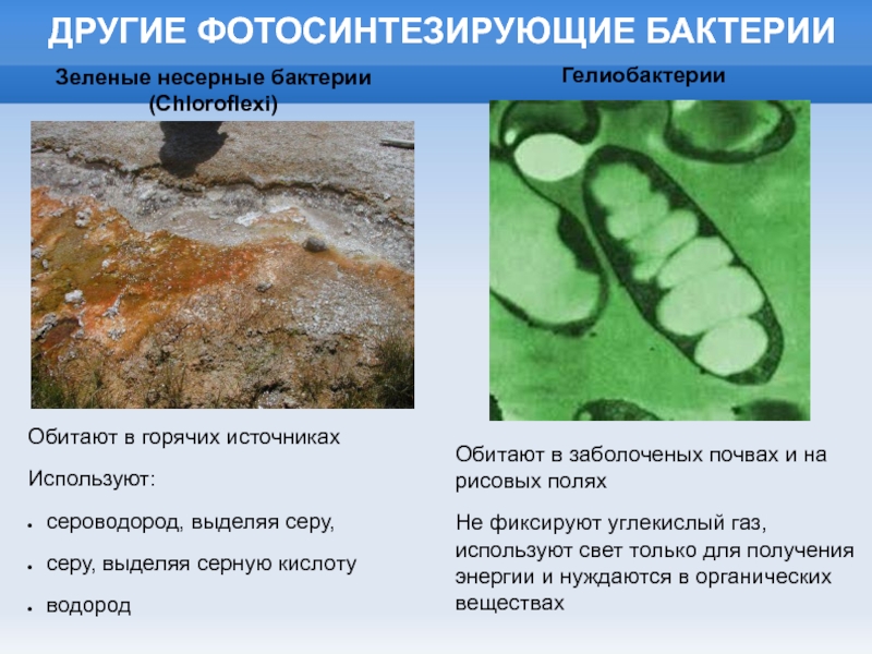 Сероводород бактерии. Фотосинтезирующие эубактерии. Зеленые несерные бактерии. Серные фотосинтетические бактерии. Фотосинтезирующие серные бактерии.