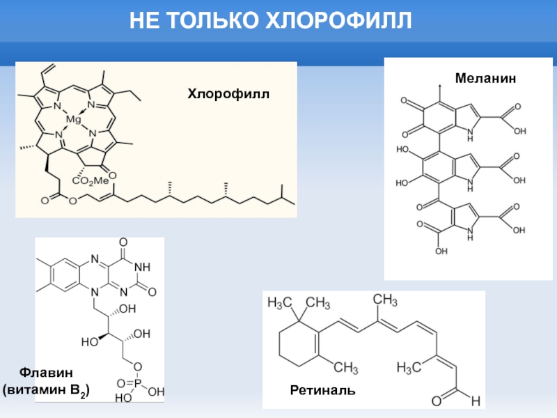 Меланин характеристика. Возникновение хлорофилла. Хлорофилл витамины. Синтез хлорофилла. Меланин витамины.