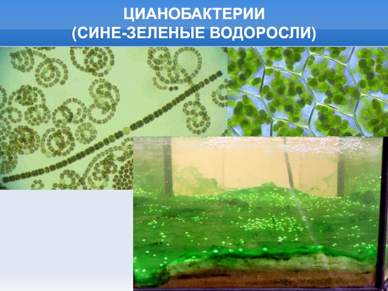 Хлорофиллы цианобактерий. Синезеленые цианобактерии. Цианобактерии сине-зеленые водоросли. Цианобактерии царство. Цианобактерии хлорофилл.