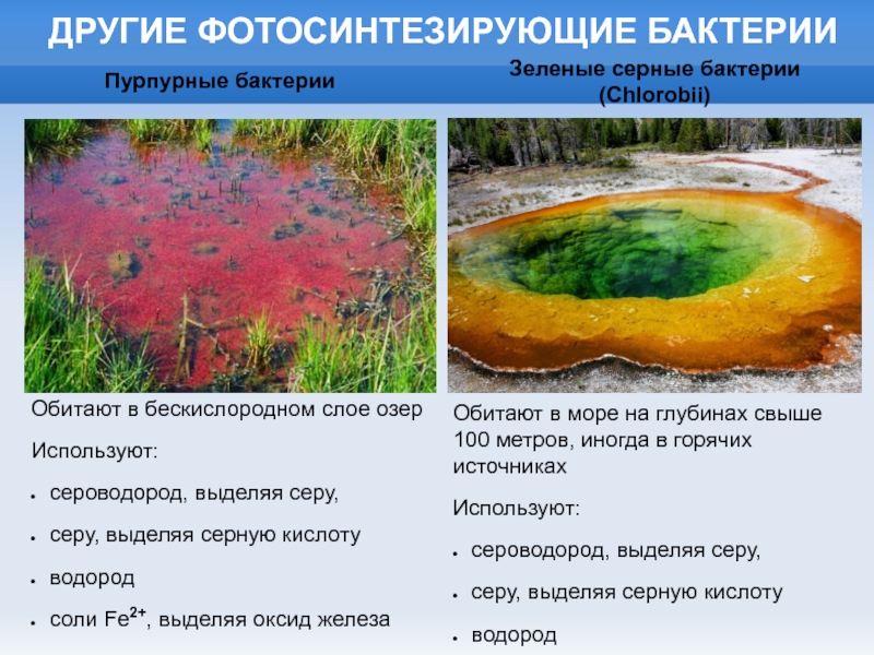 В верхнем слое воды обитает больше. Пурпурные серобактерии Тип питания. Зеленые и пурпурные бактерии. Зеленые серные бактерии. Пурпурные фотосинтезирующие бактерии.