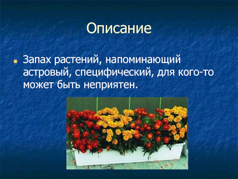 Какого цвета был цветок напоминавший. Почему пахнут цветы. Почему пахнут цветы проект. Запахи цветов описание. Почему цветы пахнут для детей.