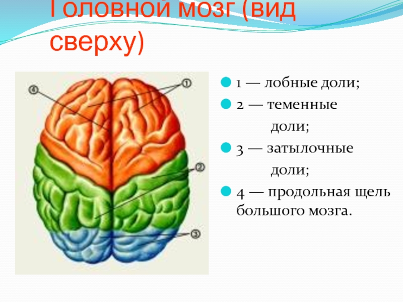 Головной мозг виды