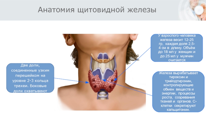 Щитовидная железа узлы в правой доле
