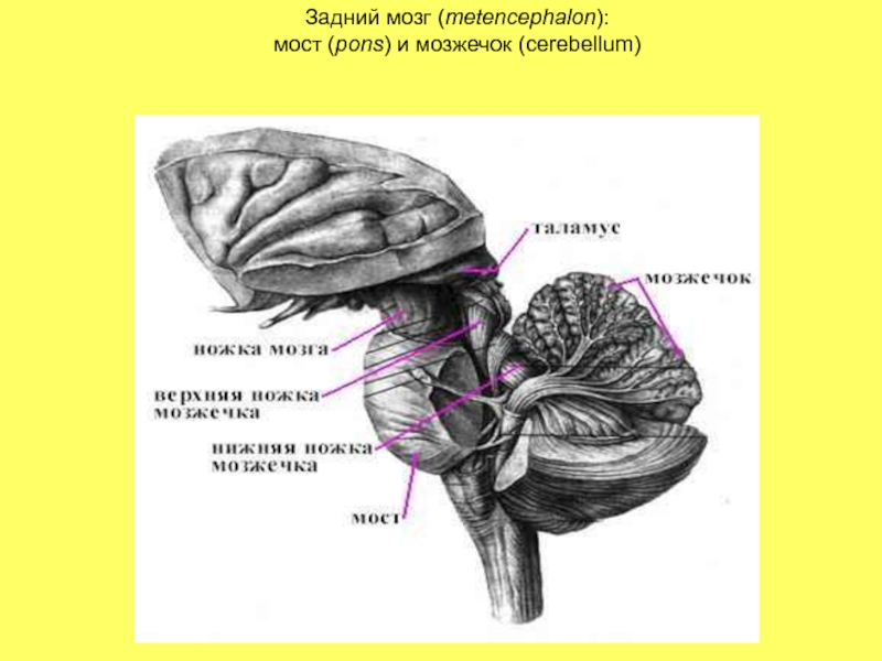 Особенности заднего мозга. Задний мозг. Задний мозг мост. Задний мозг мост и мозжечок. Задний мозг мозжечок.