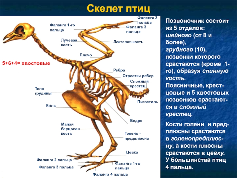 Таблица особенностей строения скелета птиц. Скелет птицы цевка. Строение цевка у птиц. Кости позвоночника скелета птицы. Цевка кость птиц.
