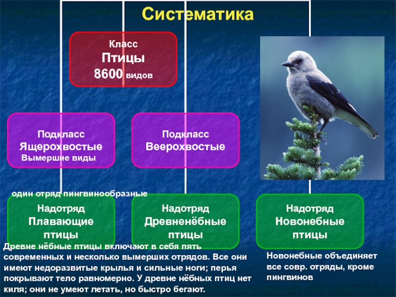 Таблица по птицам 8 класс