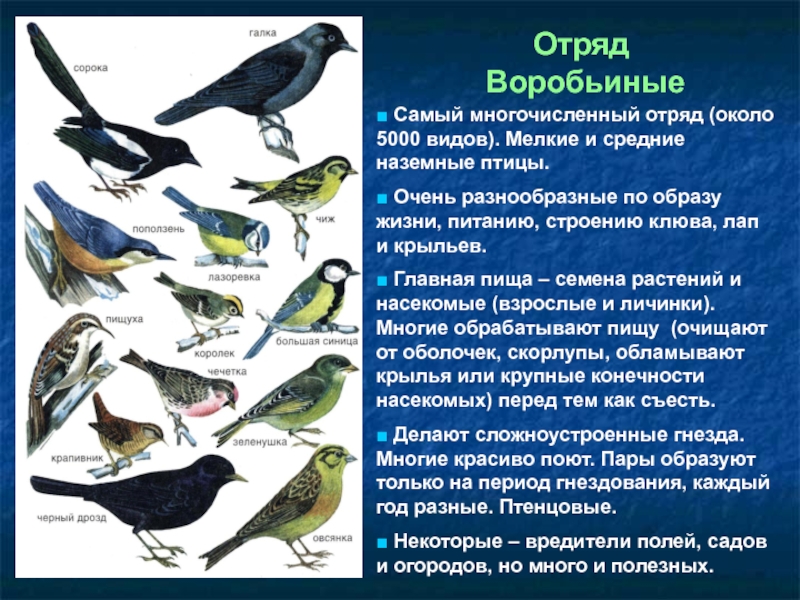Образ жизни птиц леса. Представители отряда воробьинообразных. Птицы по образу жизни. Отряд птиц Воробьинообразные. Самый многочисленный отряд птиц.