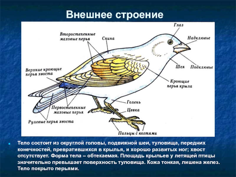 Форма тела птиц особенности строения значение