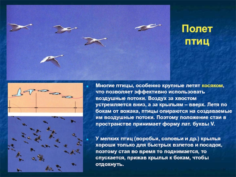 Сигналом перелета птиц в теплые края служит