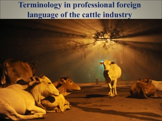 Terminology in professional foreign language of the cattle industry