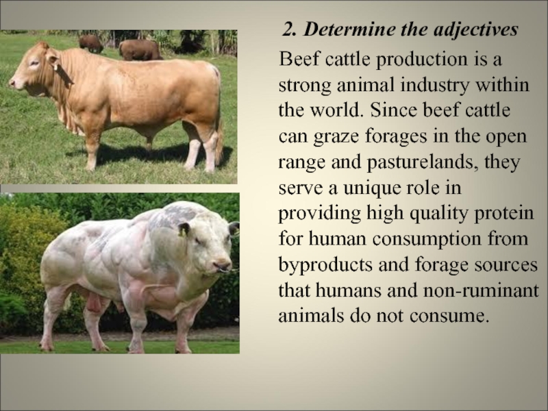 2. Determine the adjectives Beef cattle production is a strong animal indus...