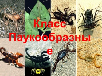 Класс Паукообразные