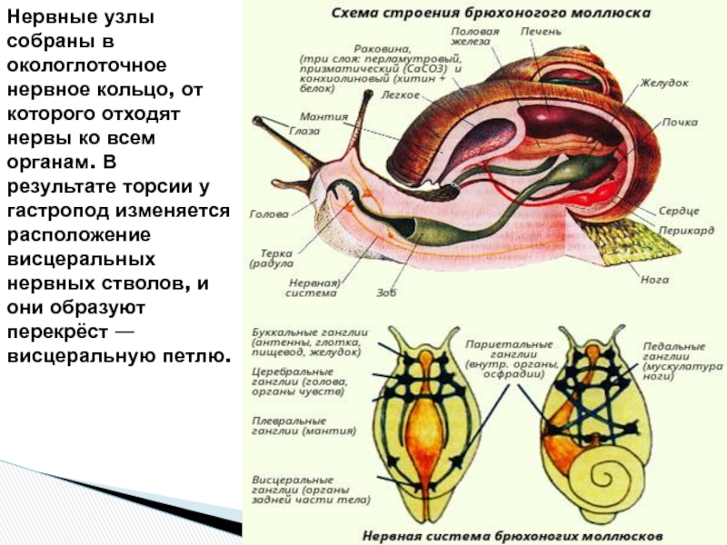 Скелет брюхоногих