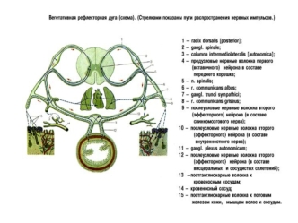 Черты единства и различия соматической (анимальной) и вегетативной (автономной) нервной систем