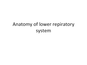 Anatomy of lower repiratory system