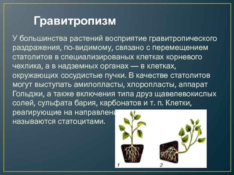 Человек получает от растений. Гравитропизм растений. Фототропизм и геотропизм. Движение растений.