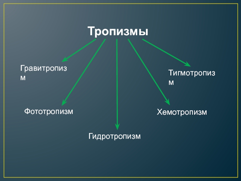 Примеры фототропизма