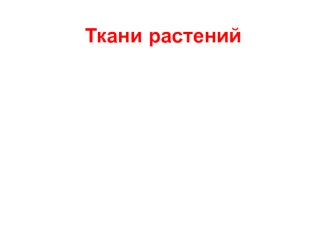 Ткани растений