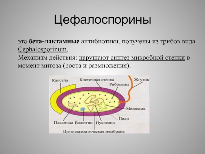 Механизм действия антибиотиков схема