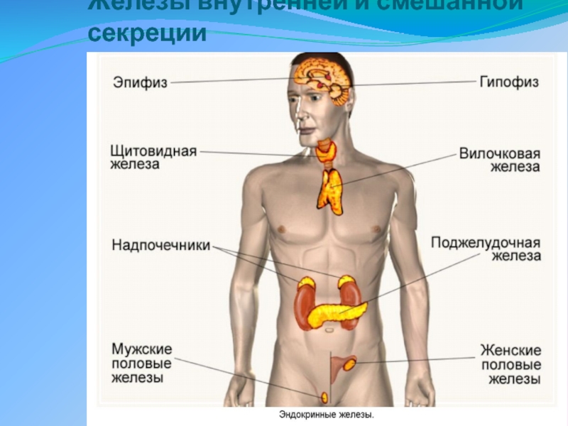 Где находится изображение