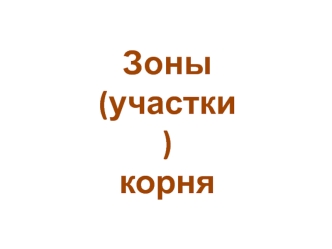 Зоны корня