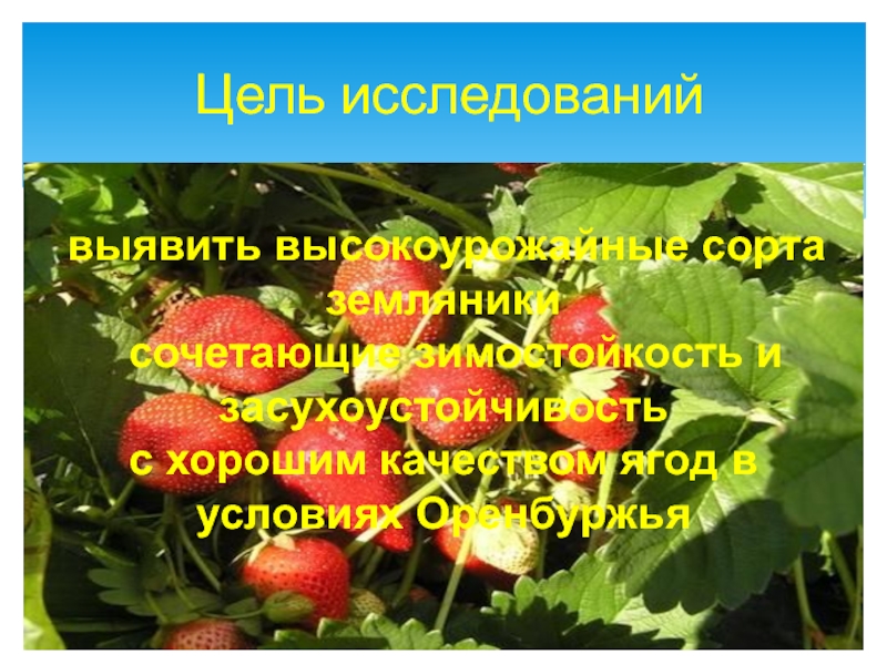 Для размножения высокоурожайных сортов земляники у растения. Про землянику сочетать предложение 2 класс.