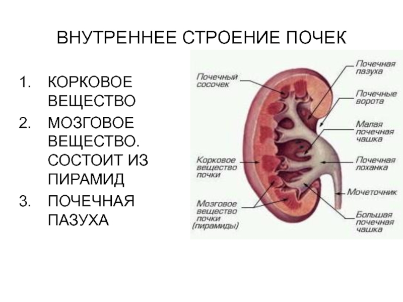 Внутреннее веществ