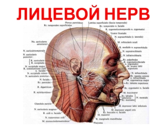 Лицевой нерв