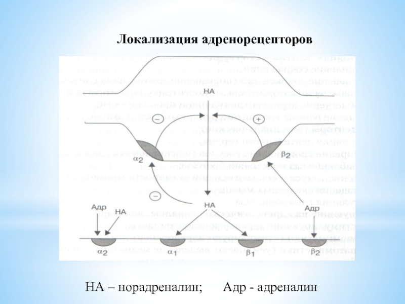 Норадреналин синапс. Адренергический Рецептор схема. Схема адренергического синапса. Строение адренорецепторов. Адренорецепторы схема.