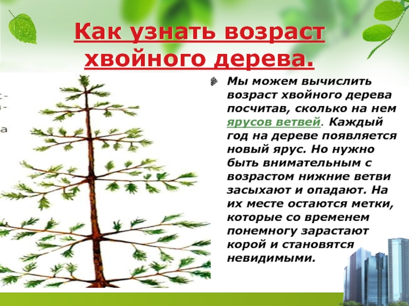 Возраст дерева. Возраст хвойных деревьев. Как определить Возраст хвойных деревьев. Возраст деревьев хвоя. Как вычислить сколько лет дереву.