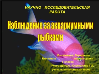 Научно-исследовательская работа. Наблюдение за аквариумными рыбками