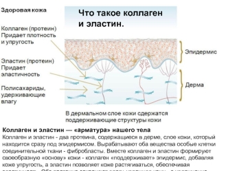 Коллаген и эластин, мифы о косметике